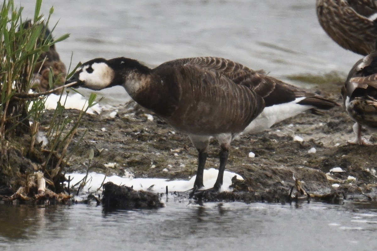 Barnacle Goose - ML637965701