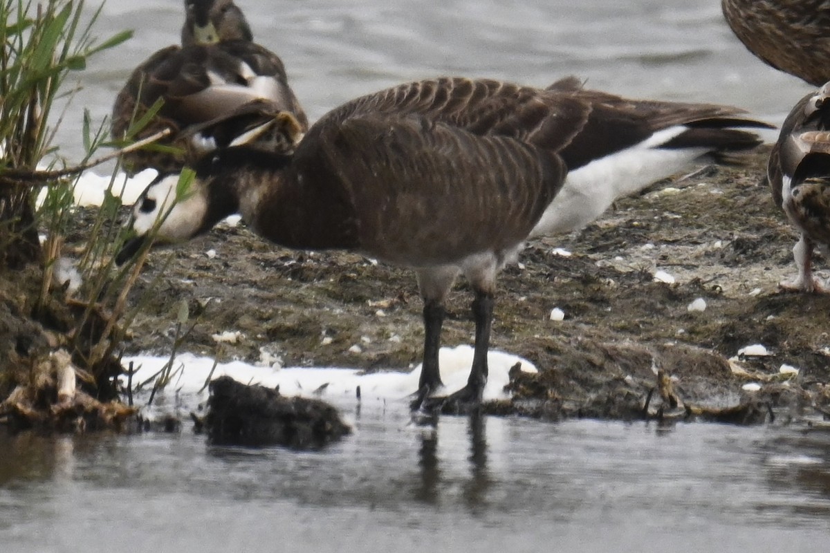 Barnacle Goose - ML637965702