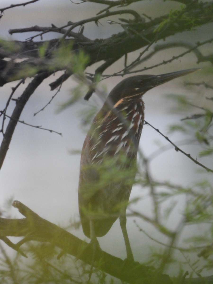 Black Bittern - ML637965705