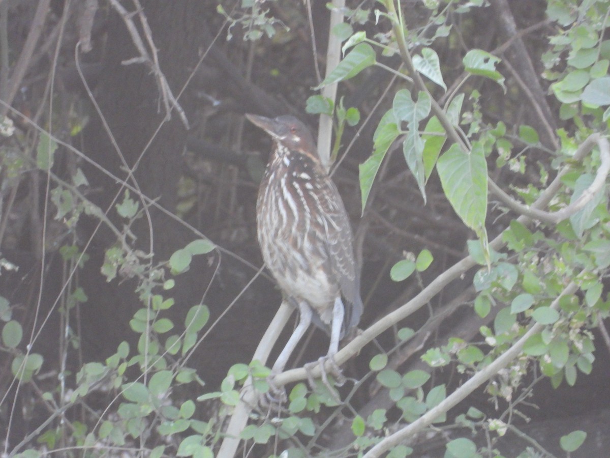 Black Bittern - ML637965706