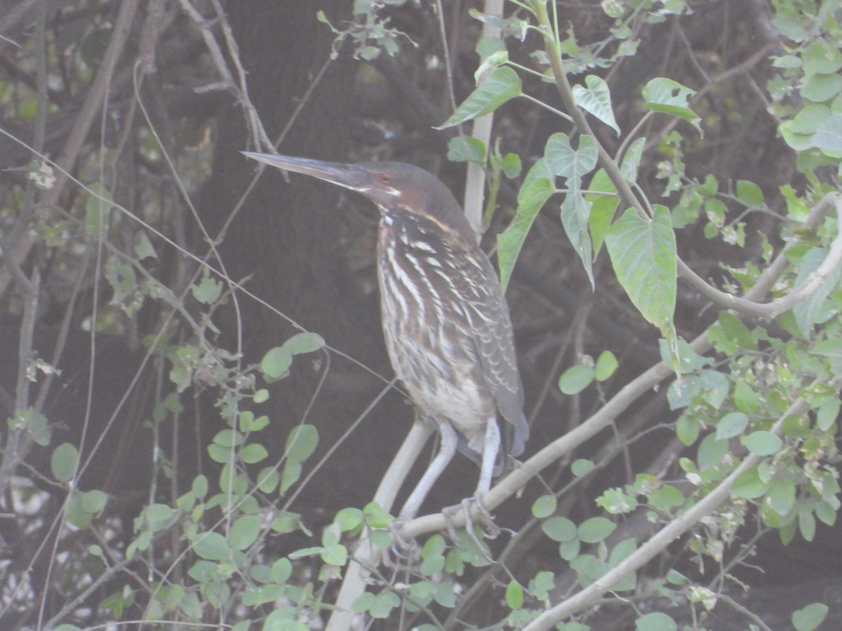 Black Bittern - ML637965707