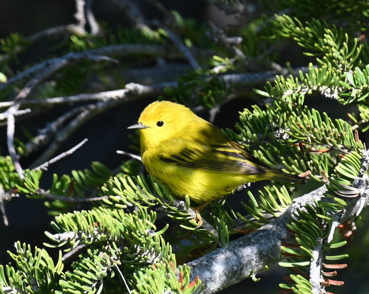 Yellow Warbler - ML637965708