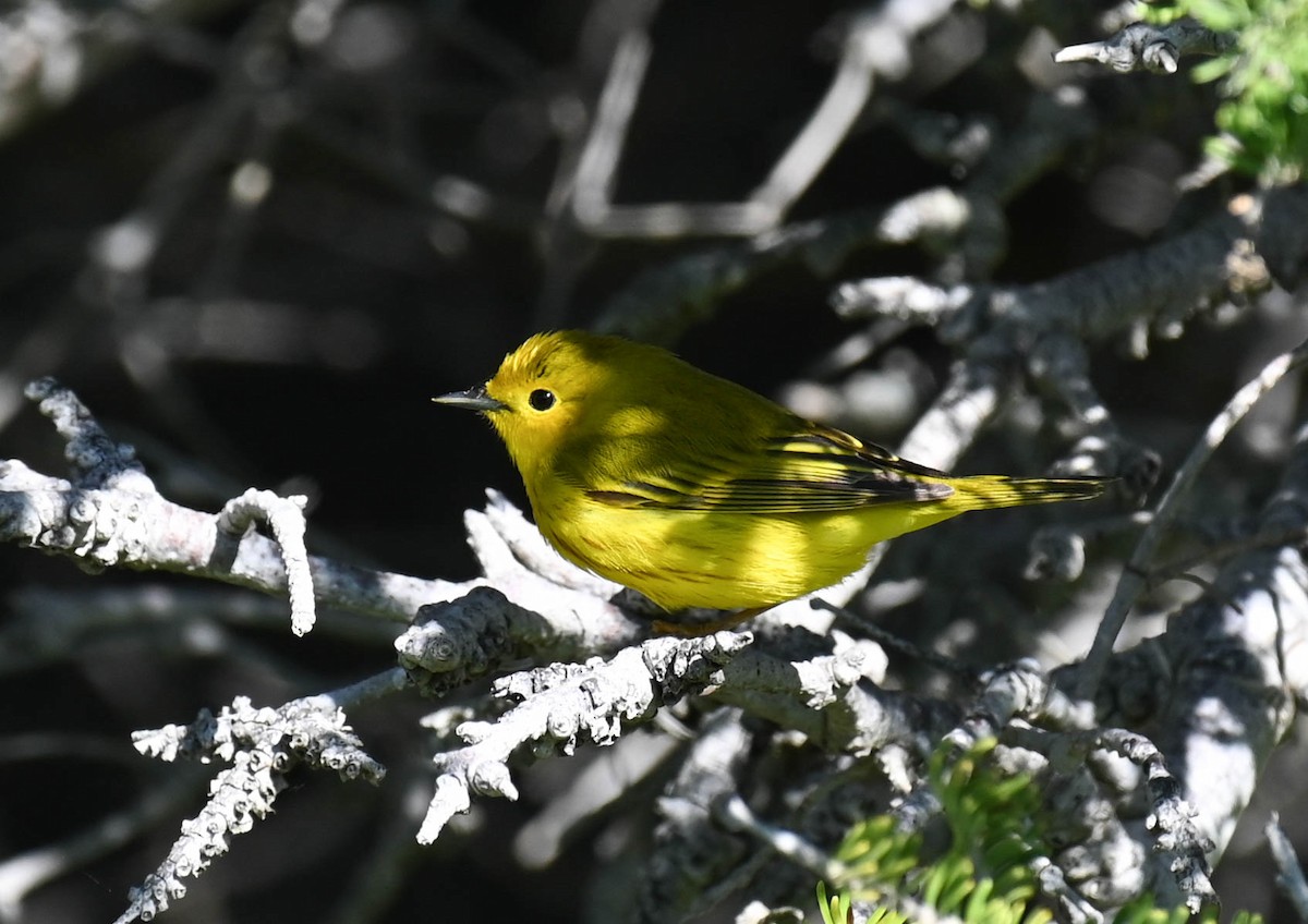 Yellow Warbler - ML637965709