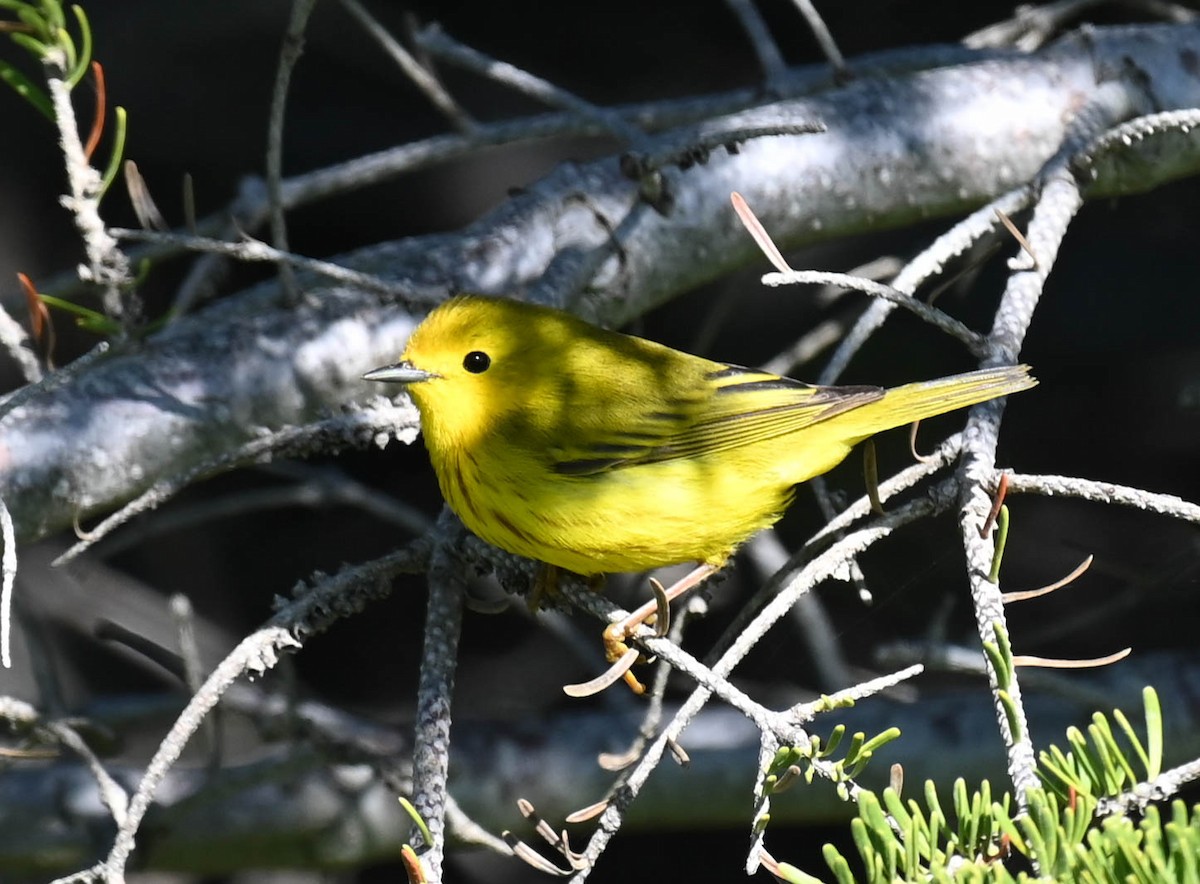 Yellow Warbler - ML637965710