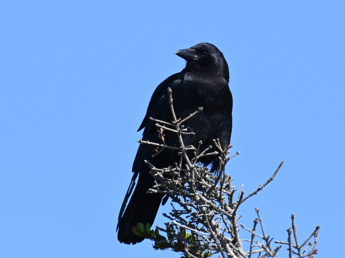American Crow - ML637965728