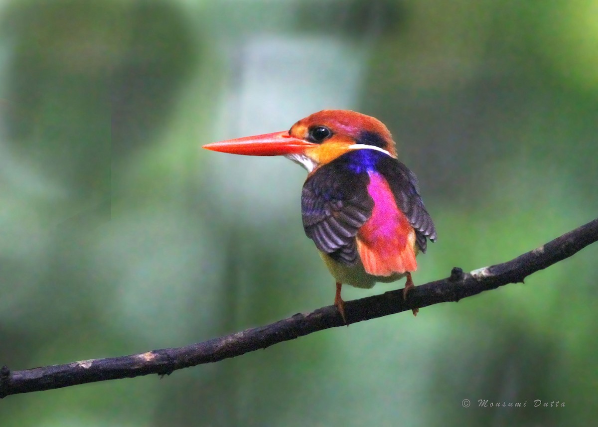Black-backed Dwarf-Kingfisher - ML637965733