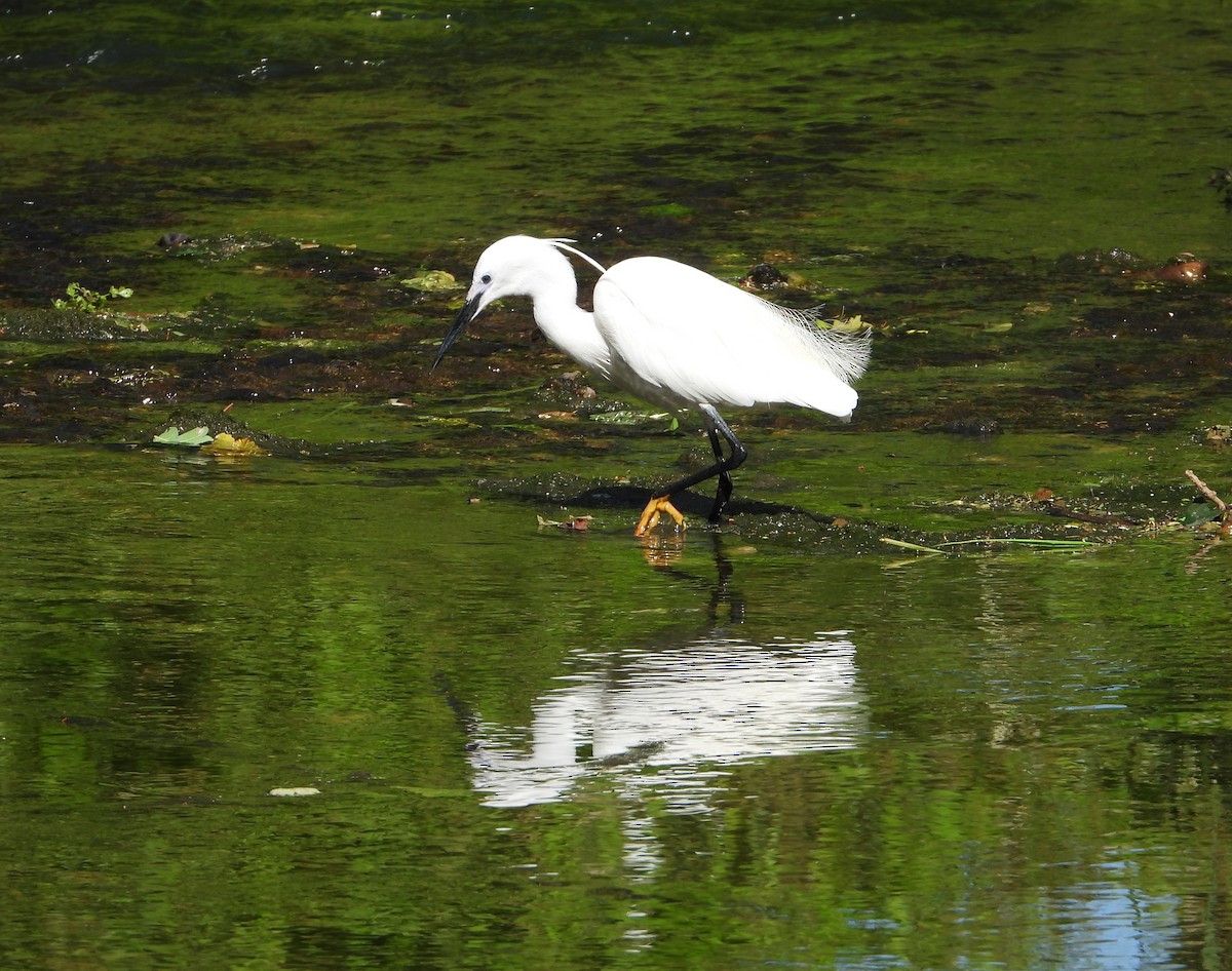 Little Egret - ML637965774