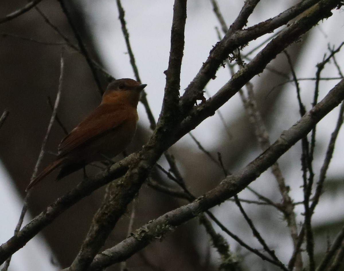 Chestnut-crowned Becard - ML637965776