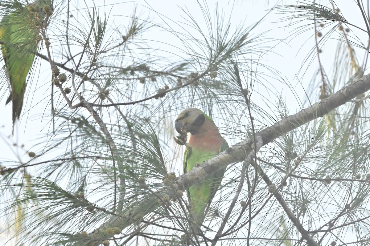 Red-breasted Parakeet - ML637965789