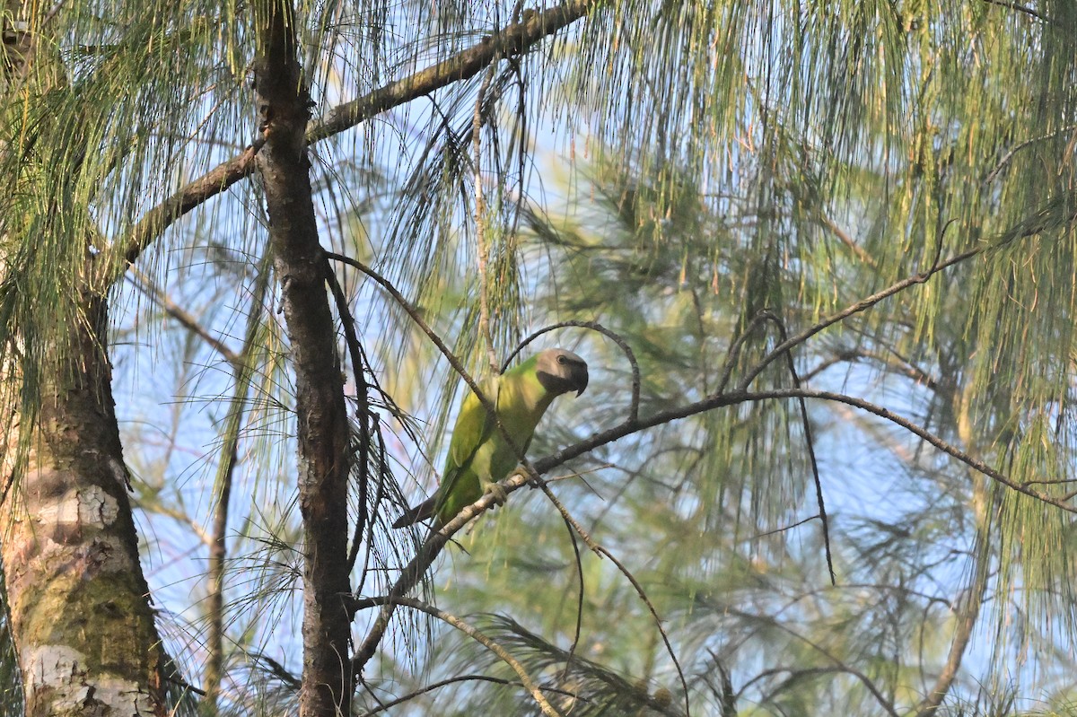 Red-breasted Parakeet - ML637965801
