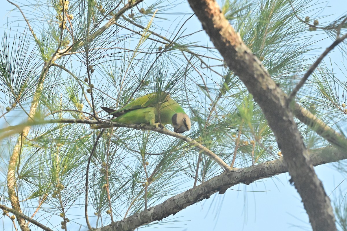 Red-breasted Parakeet - ML637965803