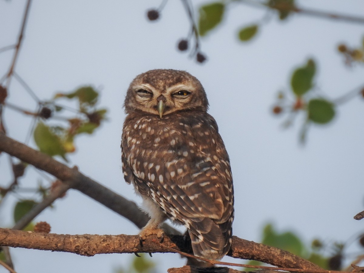 Spotted Owlet - ML637965808
