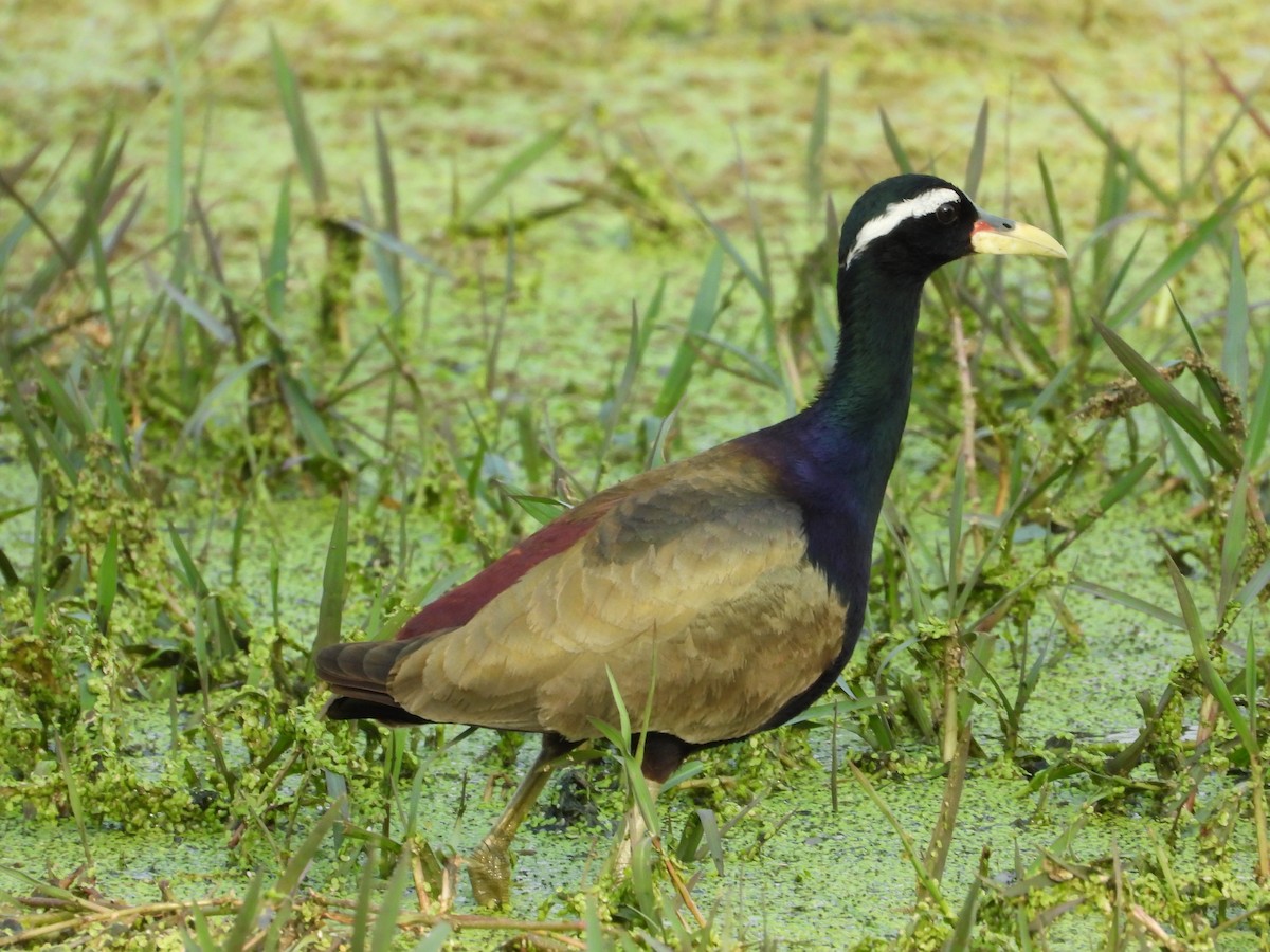 Bronze-winged Jacana - ML637965819