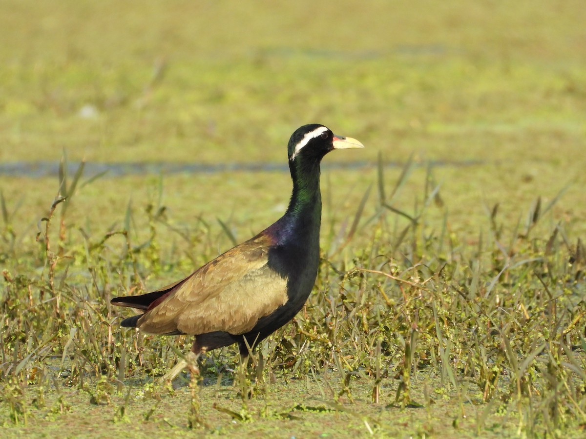 Bronze-winged Jacana - ML637965820