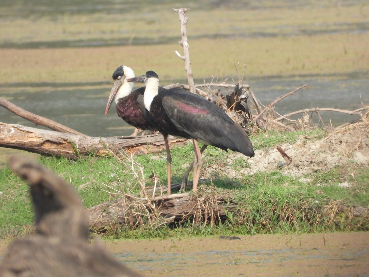 Asian Woolly-necked Stork - ML637965826