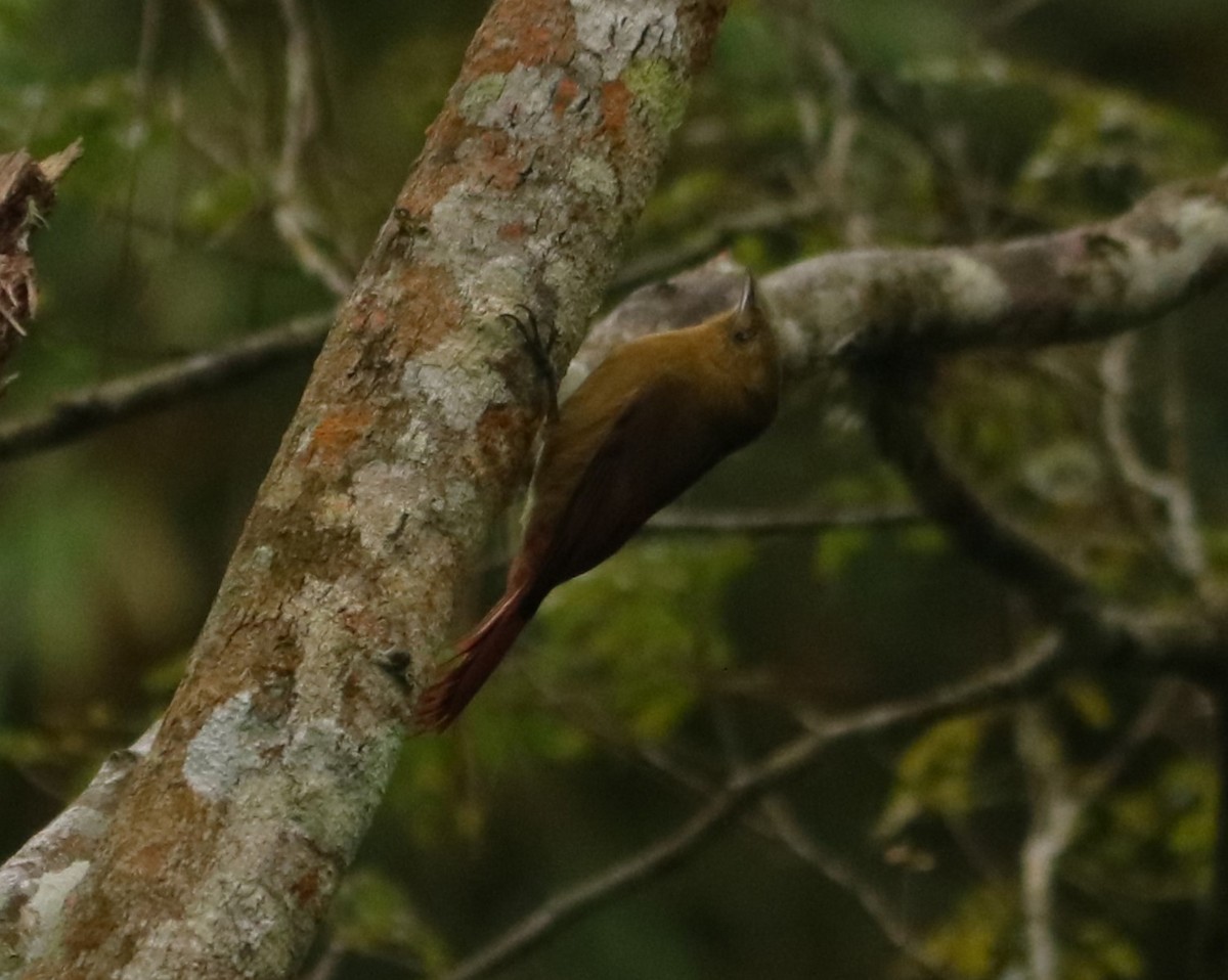 Olivaceous Woodcreeper - ML637965828