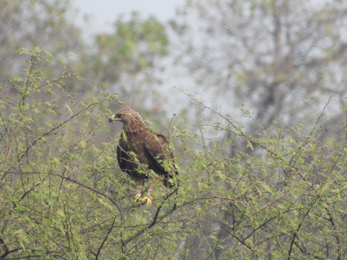 Steppe Eagle - ML637965848