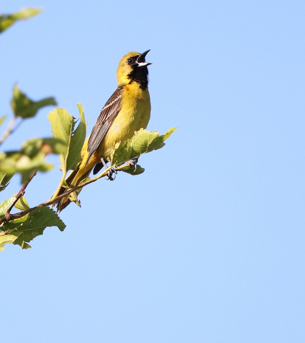 Orchard Oriole - ML637965857