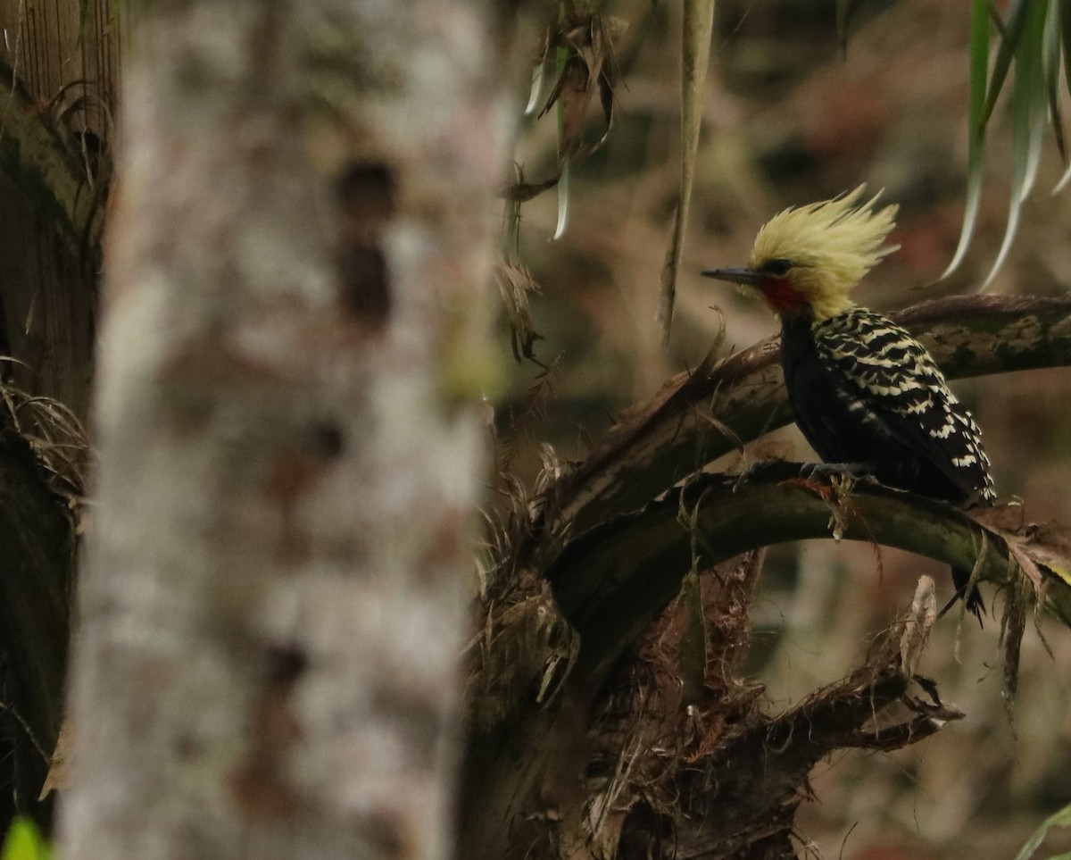 Blond-crested Woodpecker - ML637965859