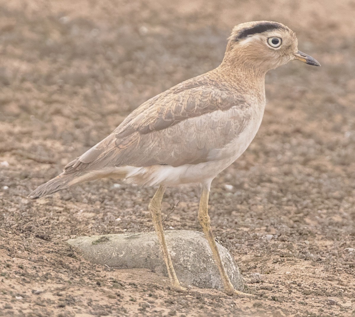 dytík bledý - ML637965886