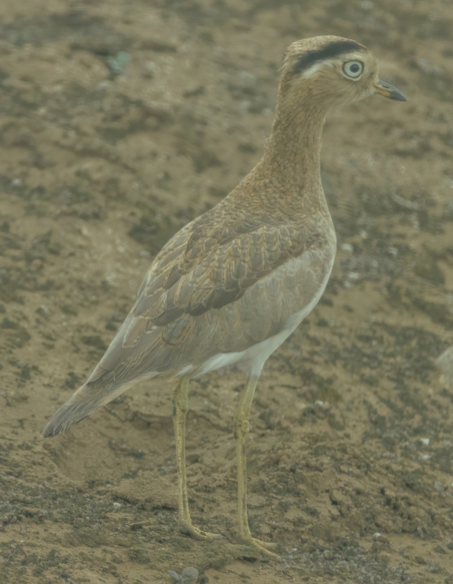 dytík bledý - ML637965891