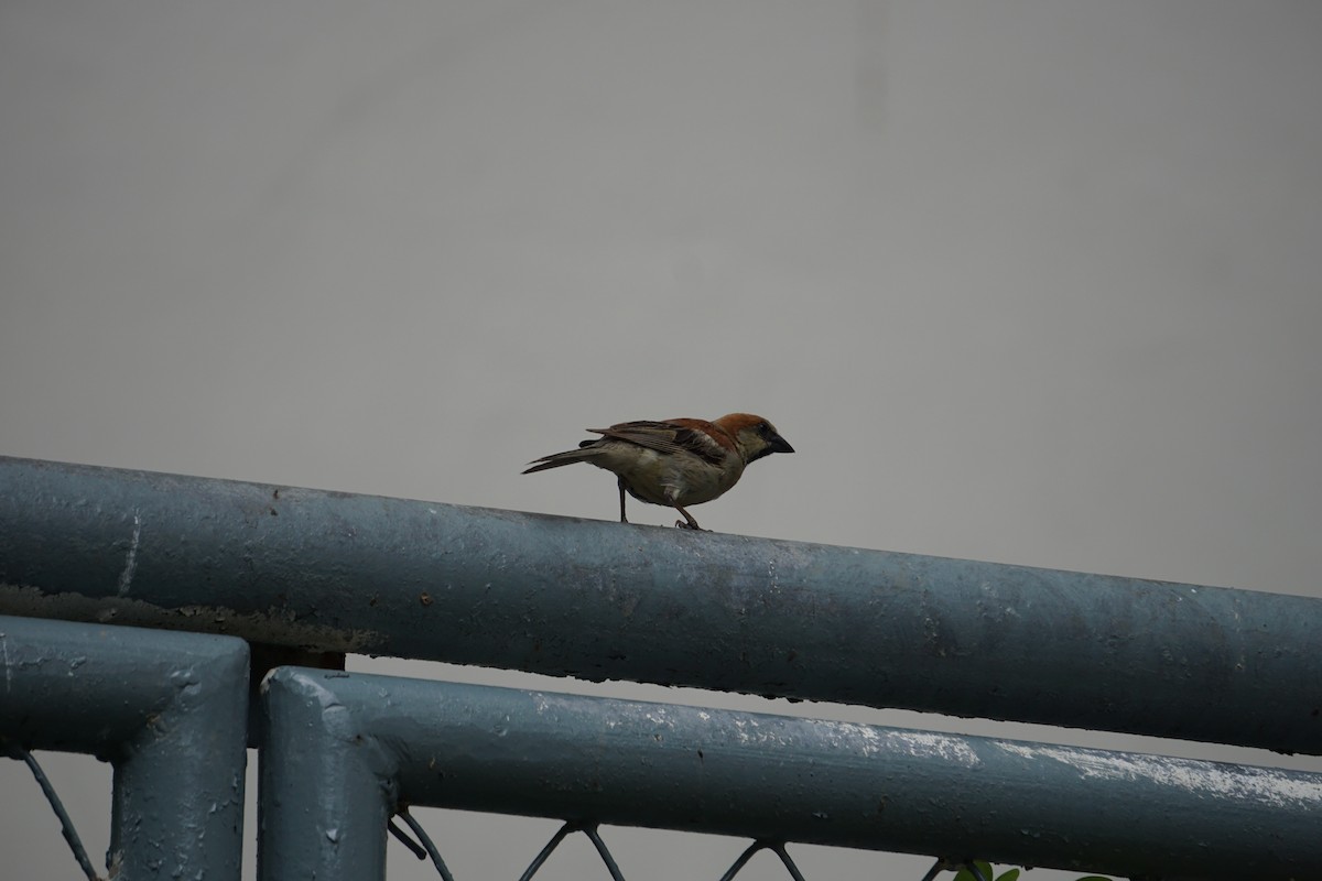 Plain-backed Sparrow - ML637965963