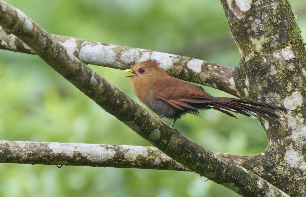 Little Cuckoo - ML637965982