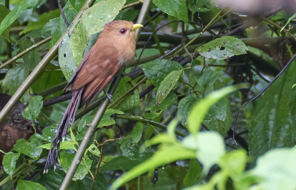 Little Cuckoo - ML637965983