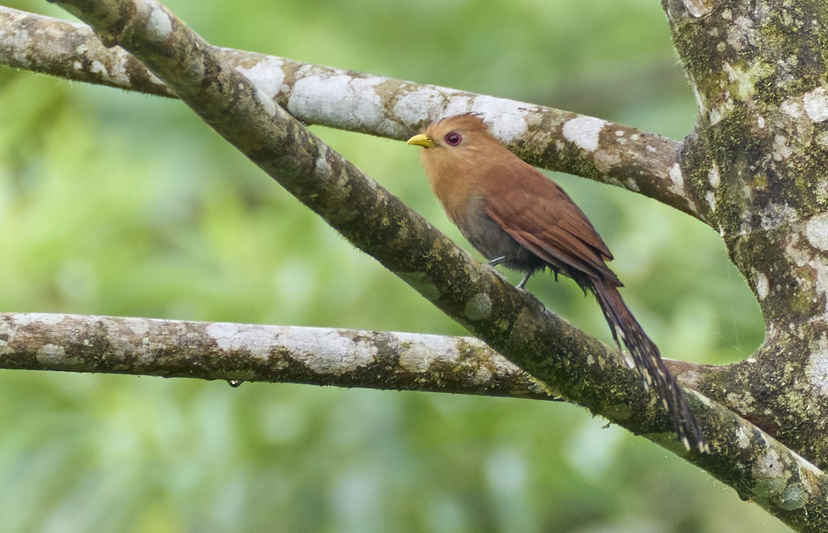 Little Cuckoo - ML637965984