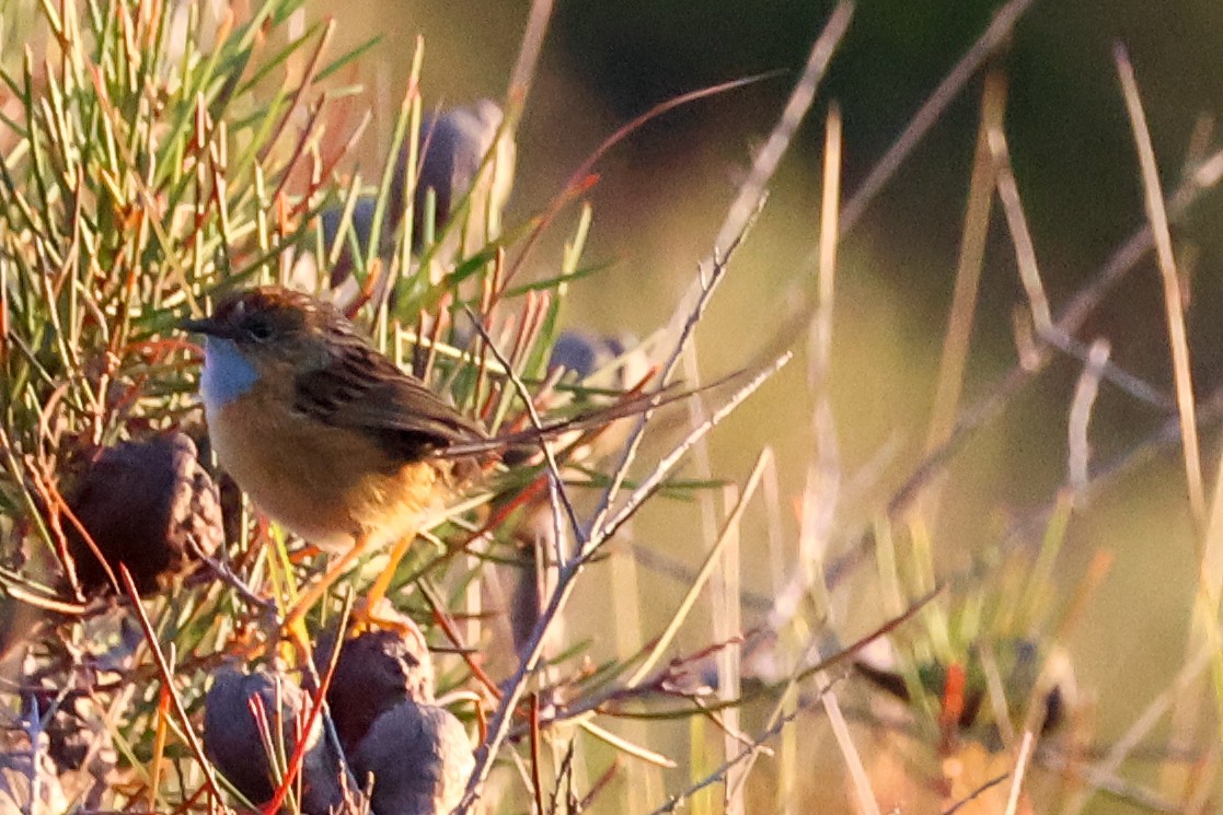 Southern Emuwren - ML637965985