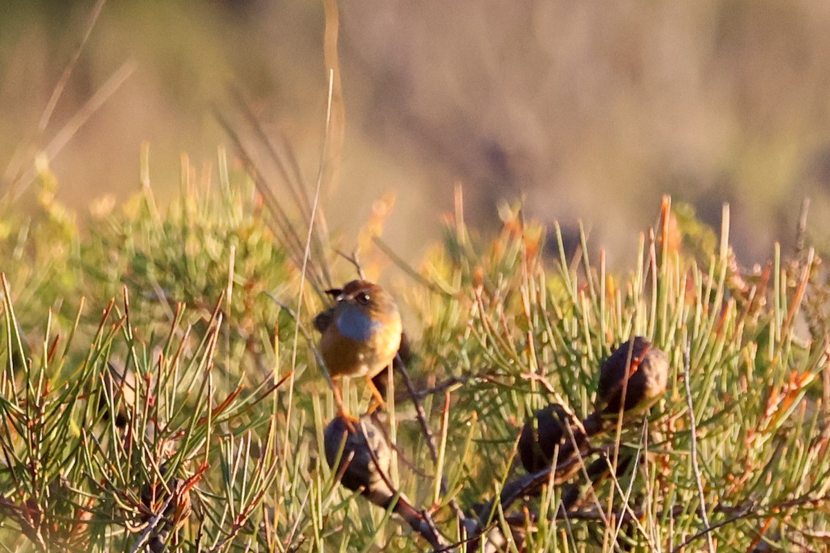 Southern Emuwren - ML637965986