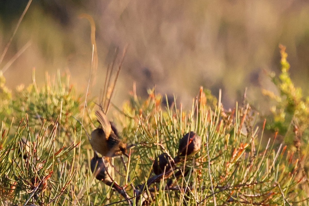 Southern Emuwren - ML637965988