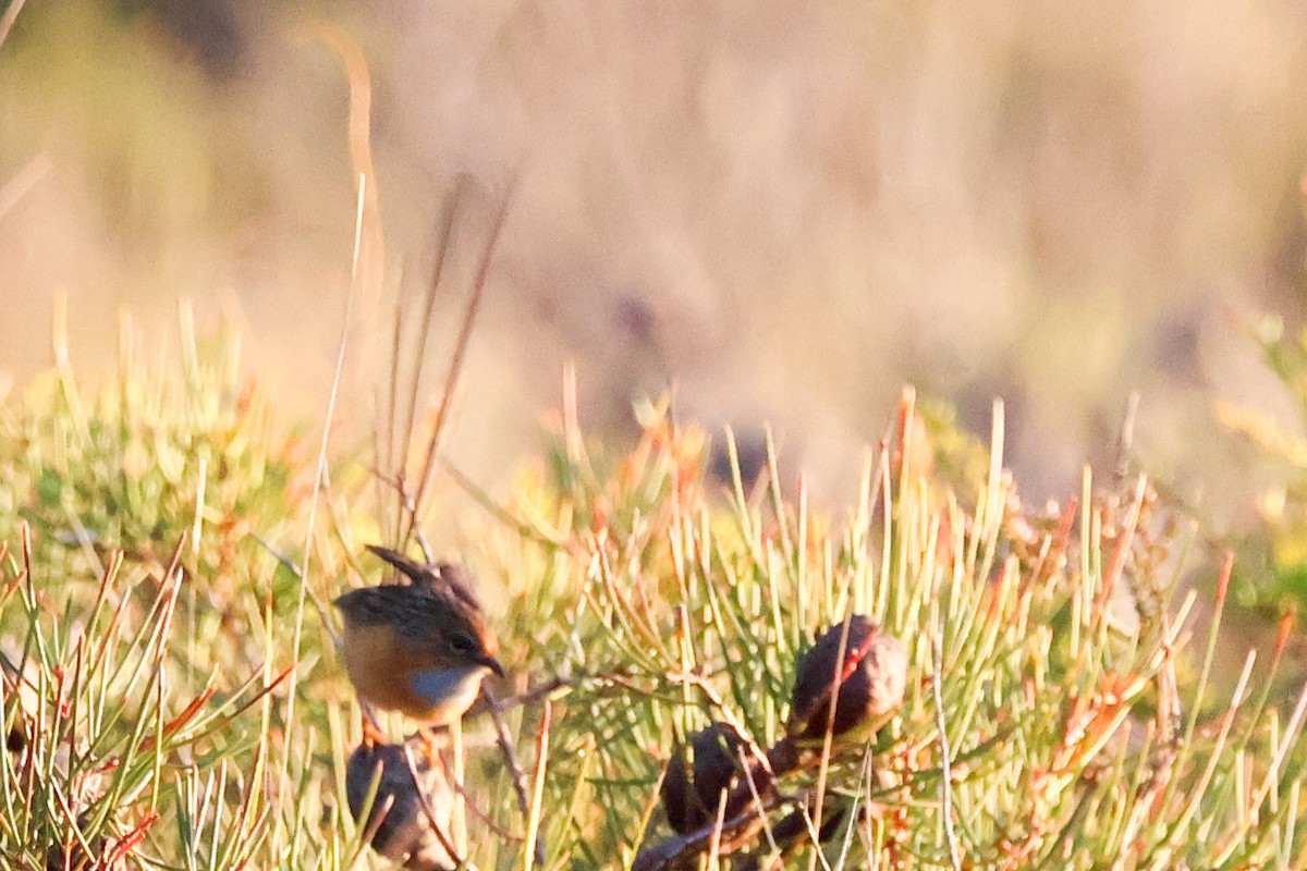 Southern Emuwren - ML637965990