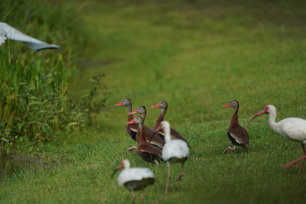 Black-bellied Whistling-Duck - ML637965992