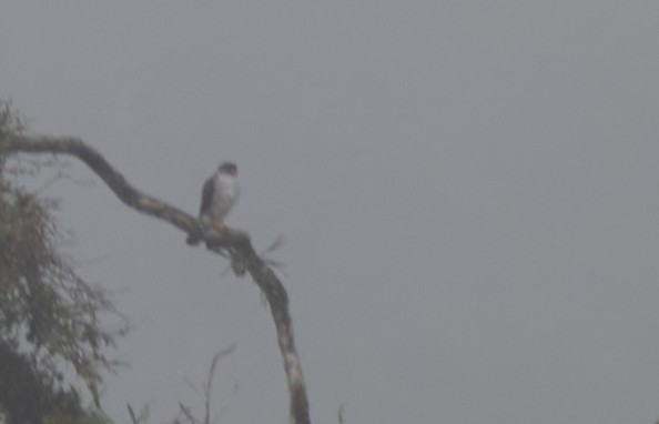 Tiny Hawk - ML637965994