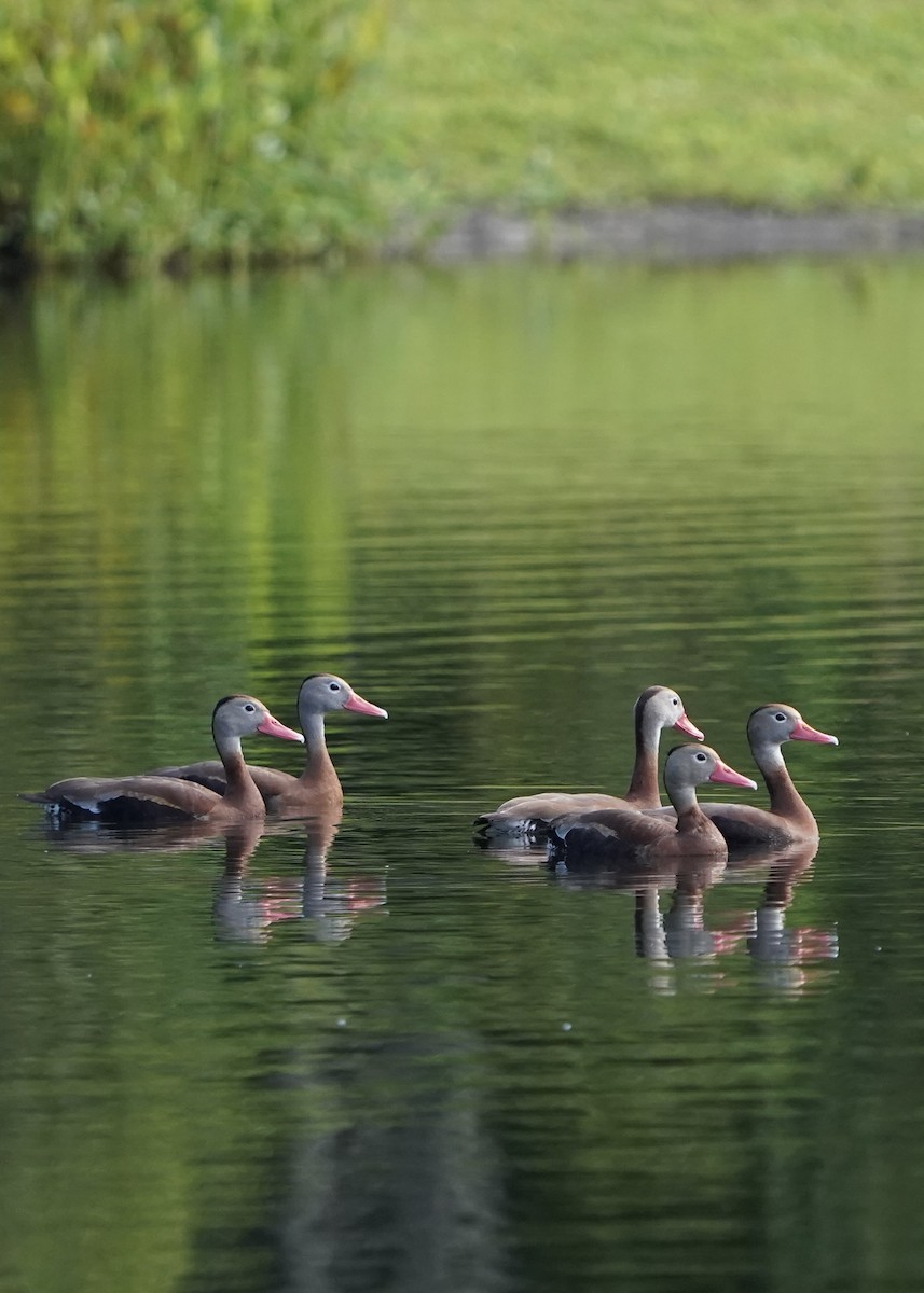 Black-bellied Whistling-Duck - ML637965995