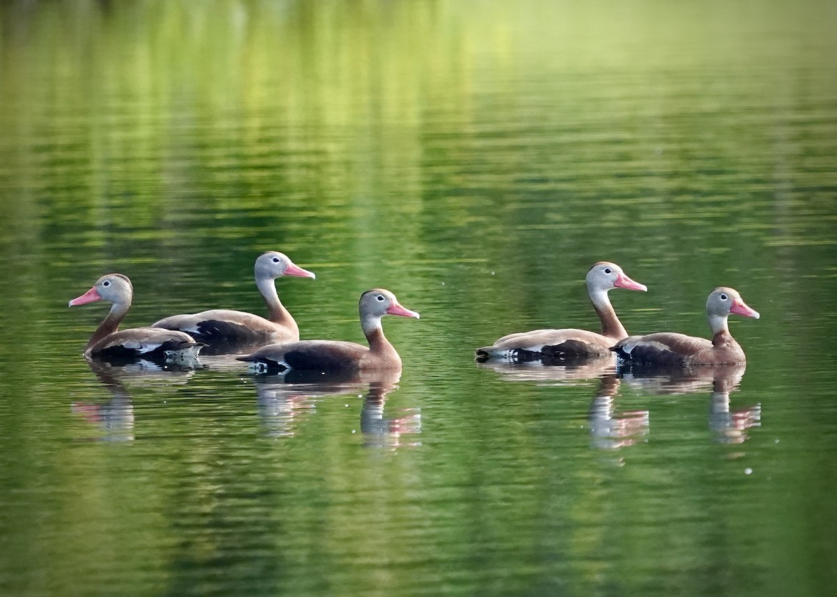Black-bellied Whistling-Duck - ML637966004