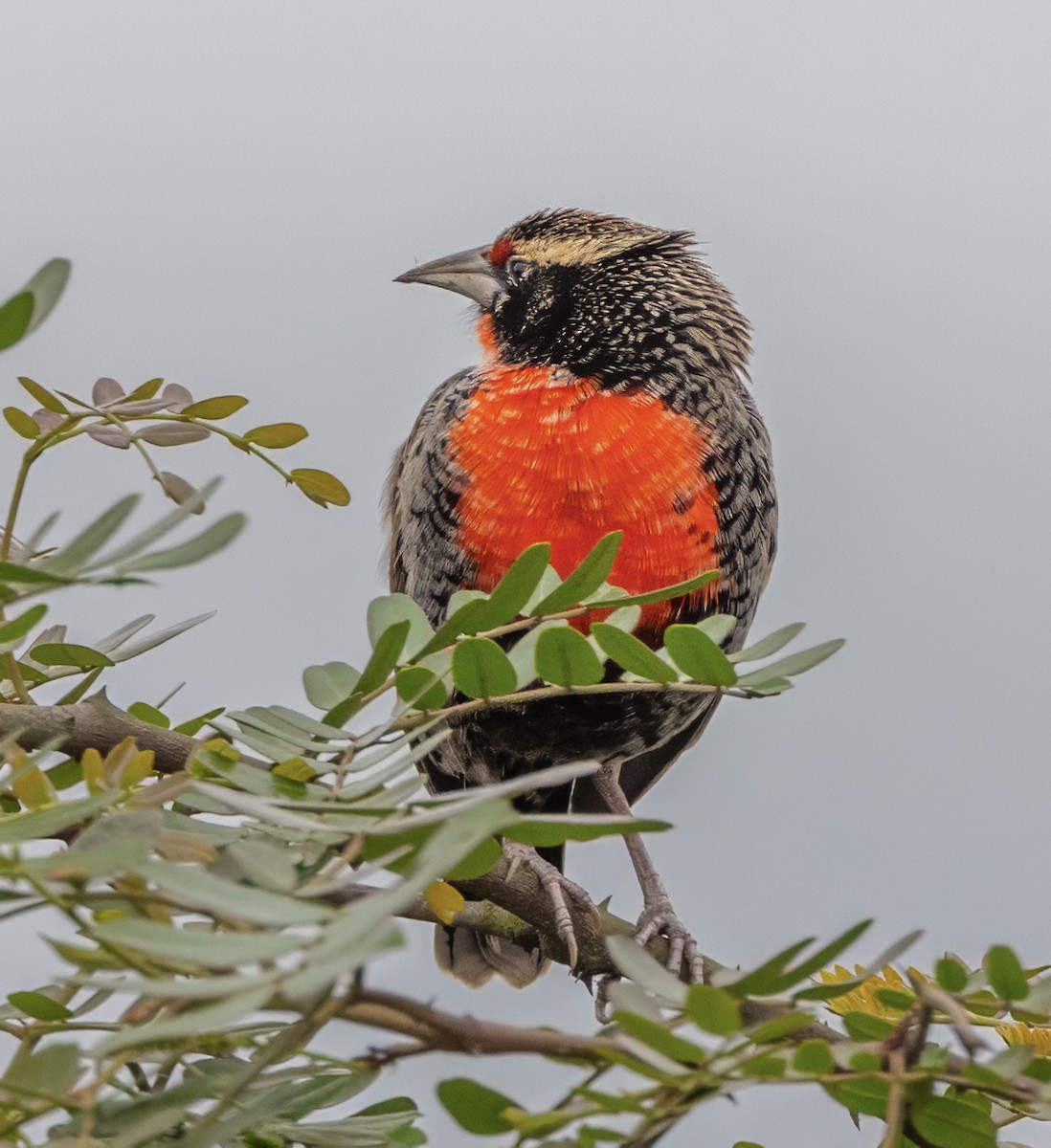 Peruvian Meadowlark - ML637966005