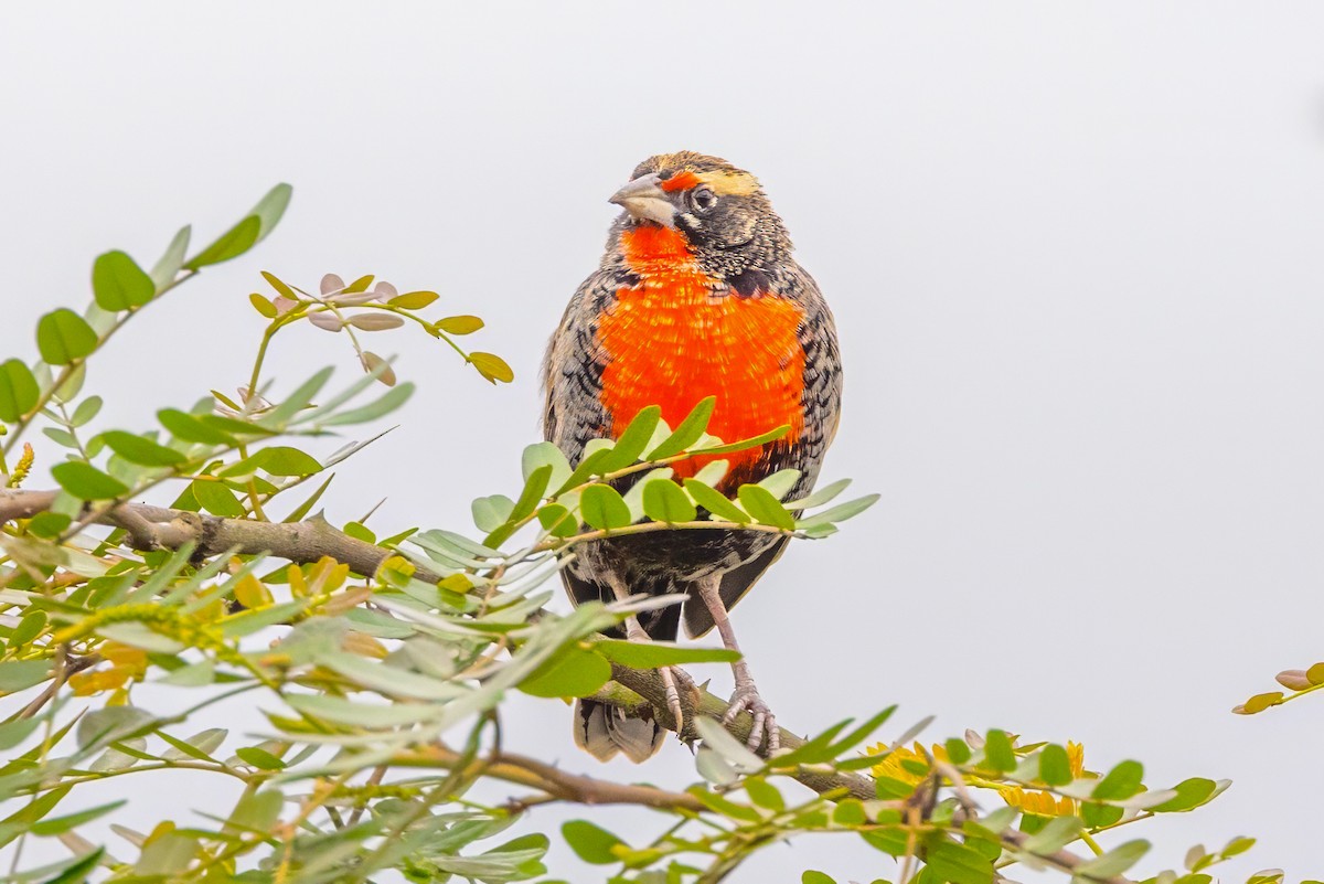 Peruvian Meadowlark - ML637966006