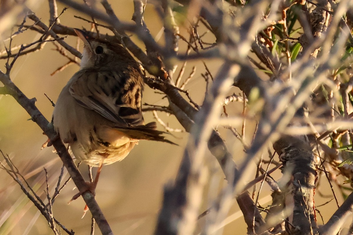Tawny Grassbird - ML637966024