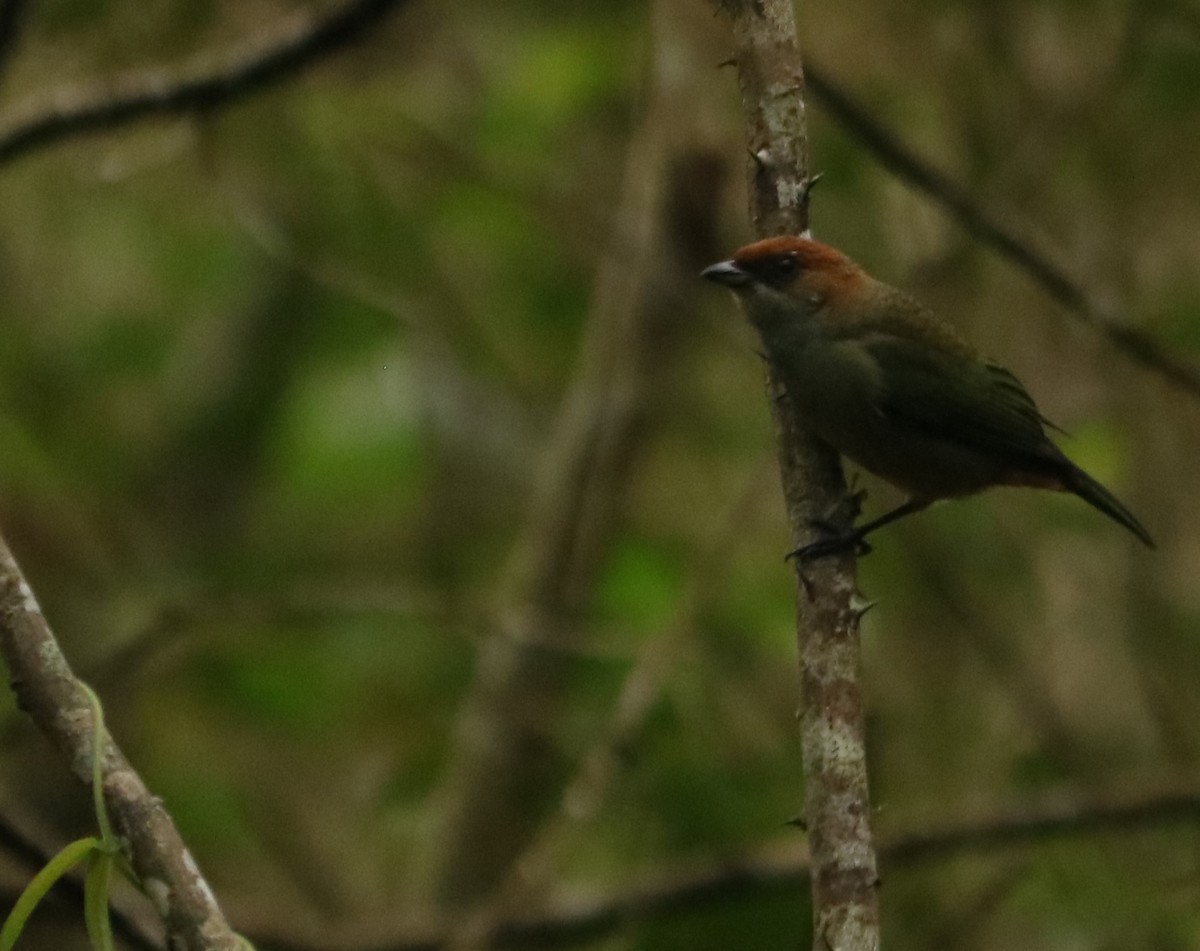Black-backed Tanager - ML637966047