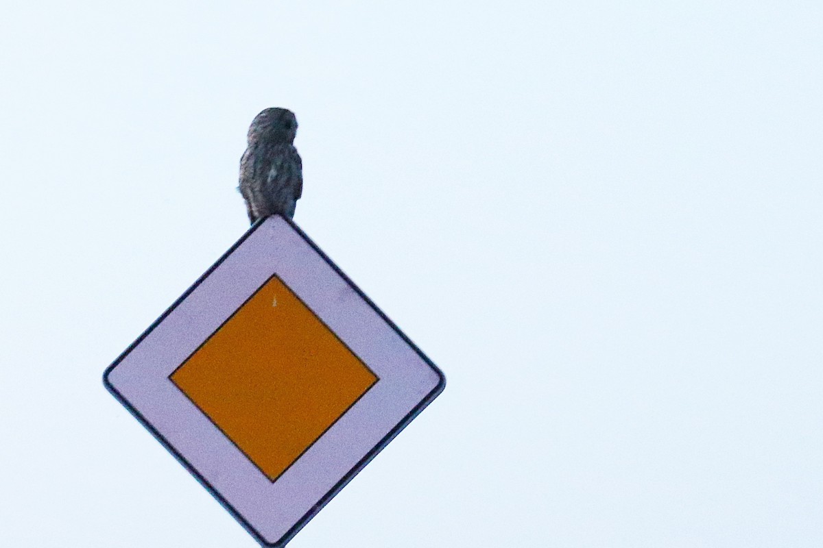 Tawny Owl - ML637966084