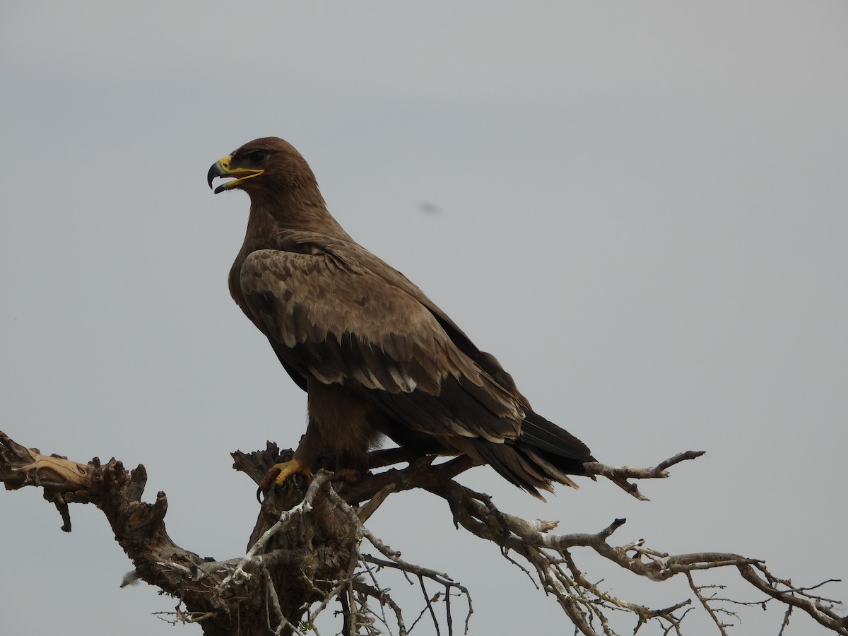 Steppe Eagle - ML637966104