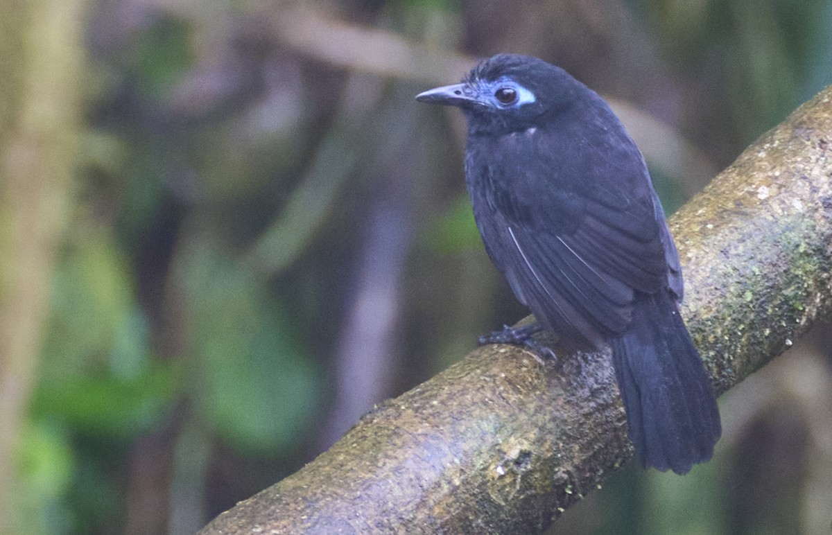 Zeledon's Antbird (Choco) - ML637966106
