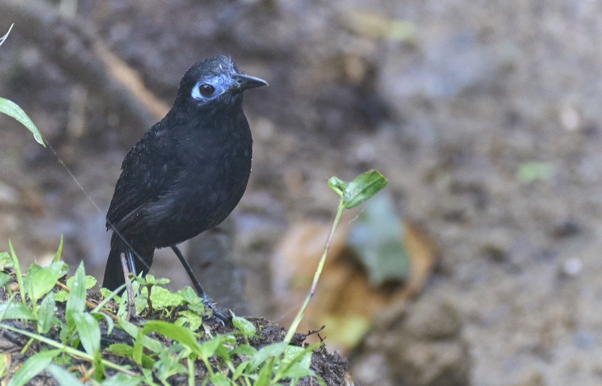 Zeledon's Antbird (Choco) - ML637966107