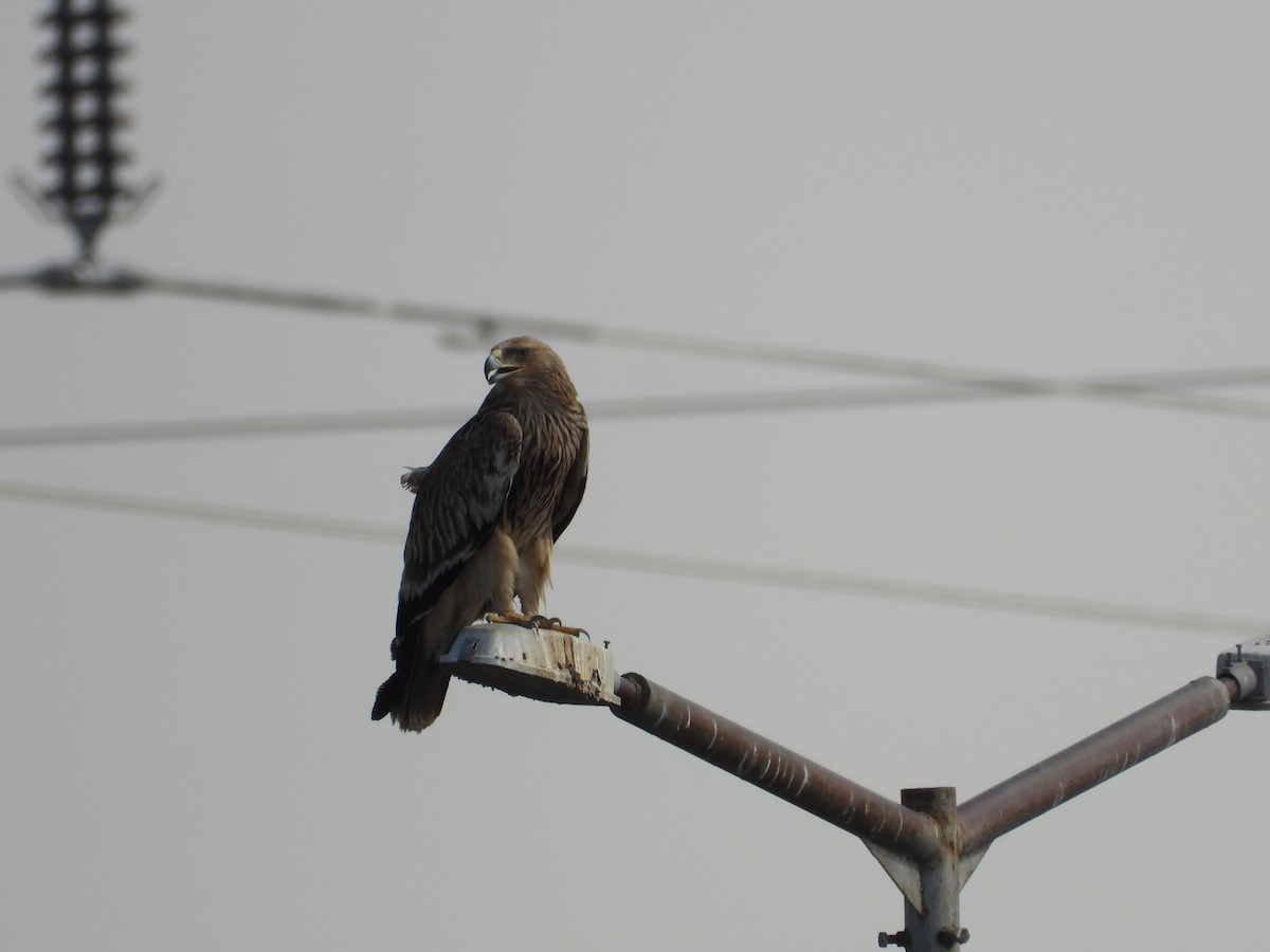Aigle impérial - ML637966133