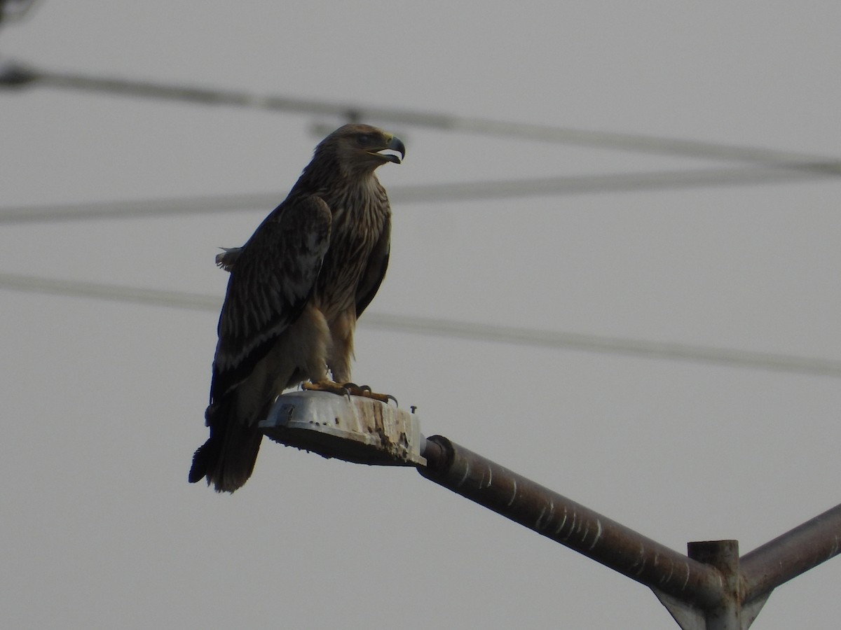 Aigle impérial - ML637966134