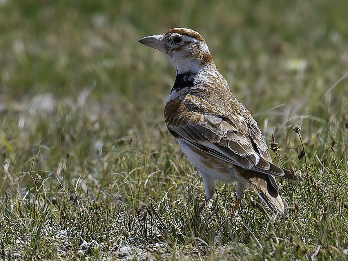 Mongolian Lark - ML637966138