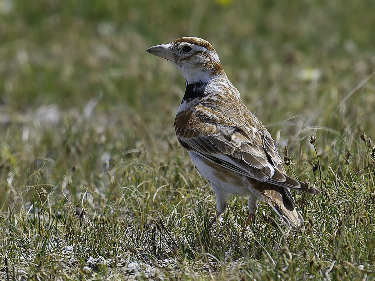Mongolian Lark - ML637966139