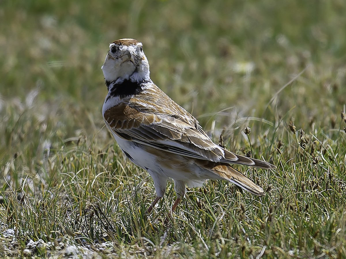 Mongolian Lark - ML637966140